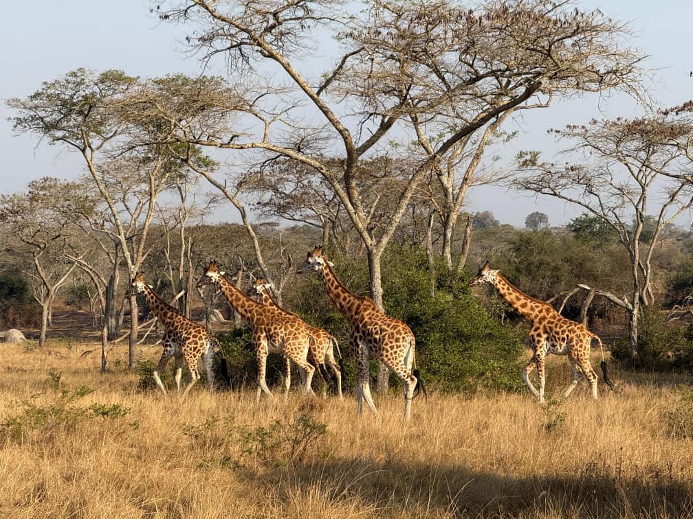 Girafes se nourrissant sous des acacias dans la savane ougandaise.