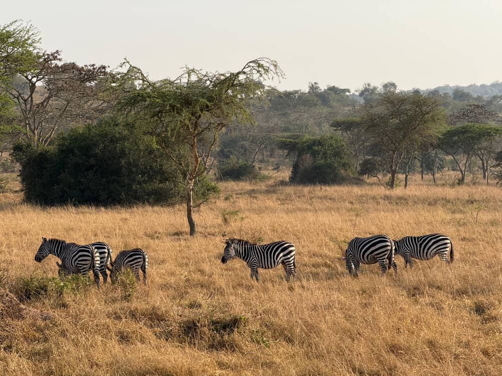 Troupeau de zèbres broutant dans la savane