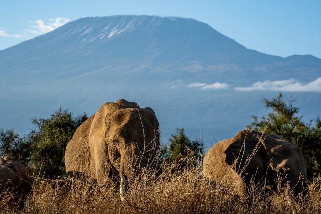 IM_KE_AMB_ Éléphants devant le mont Kilimandjaro