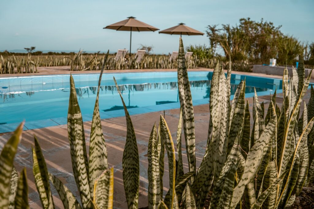 IM_KE_MAR_ Piscine du camp Zebra Plains Mara