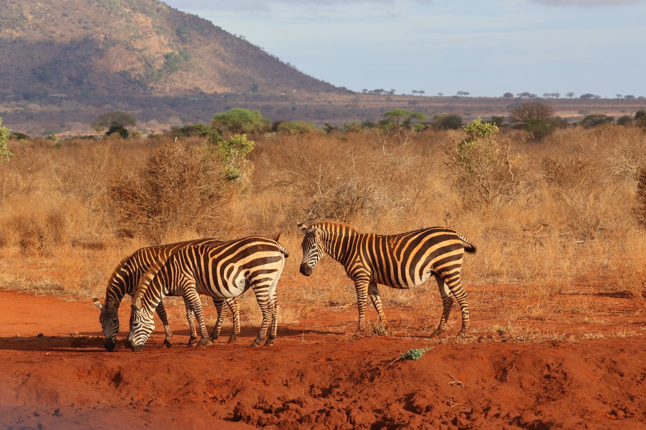 IM_KE_ Zèbres broutant dans la savane de terre rouge