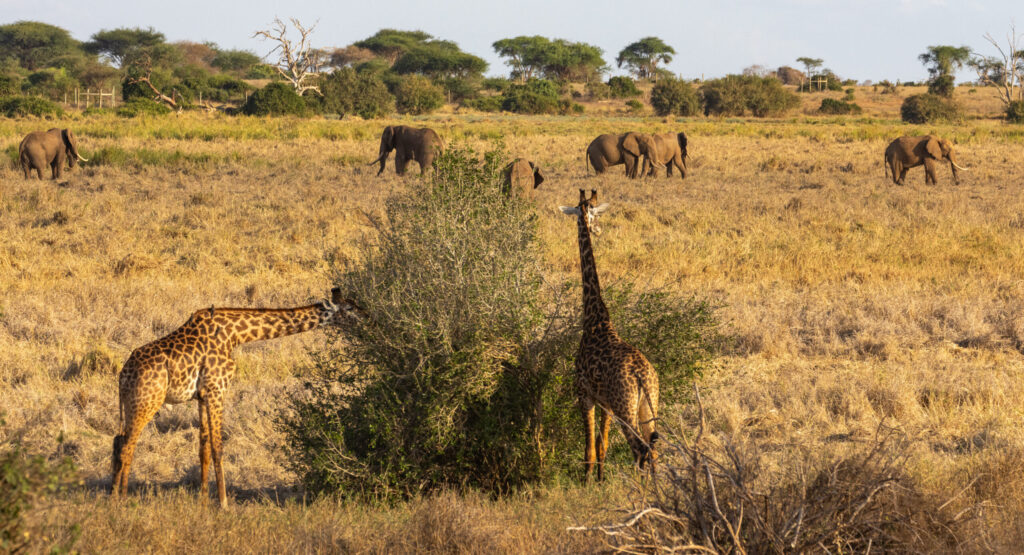 IM_KE_TEAS_Girafes se nourrissant avec des éléphants en arrière-plan