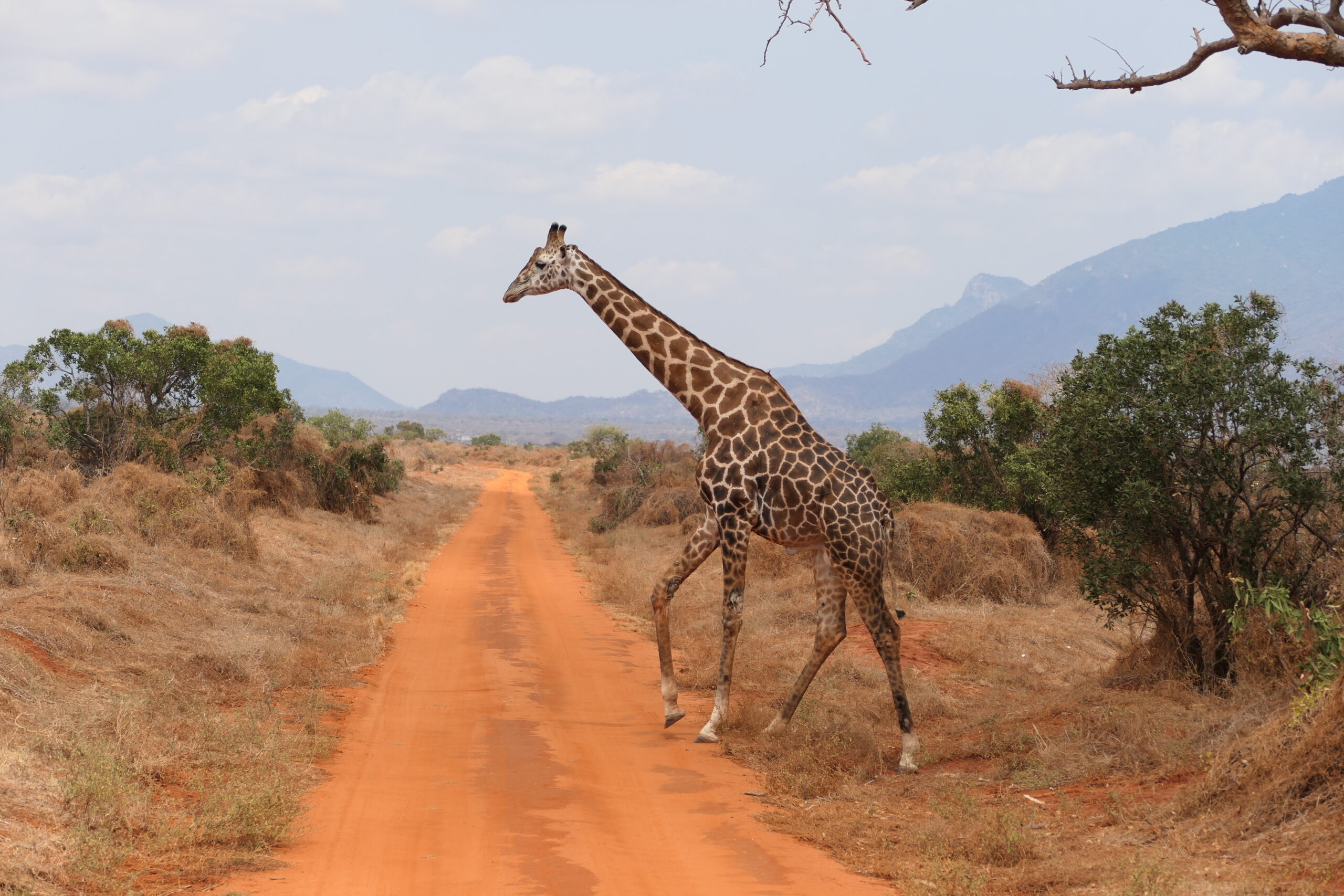 IM_KE_TWES_Girafe traversant une piste