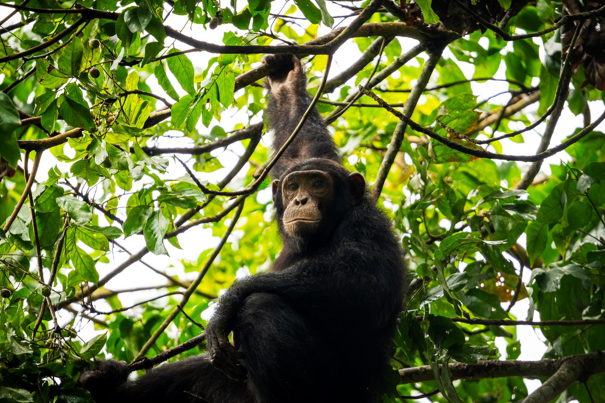 IM_UG_QE_ Trekking des chimpanzés - Chimpanzé dans un arbre (6)