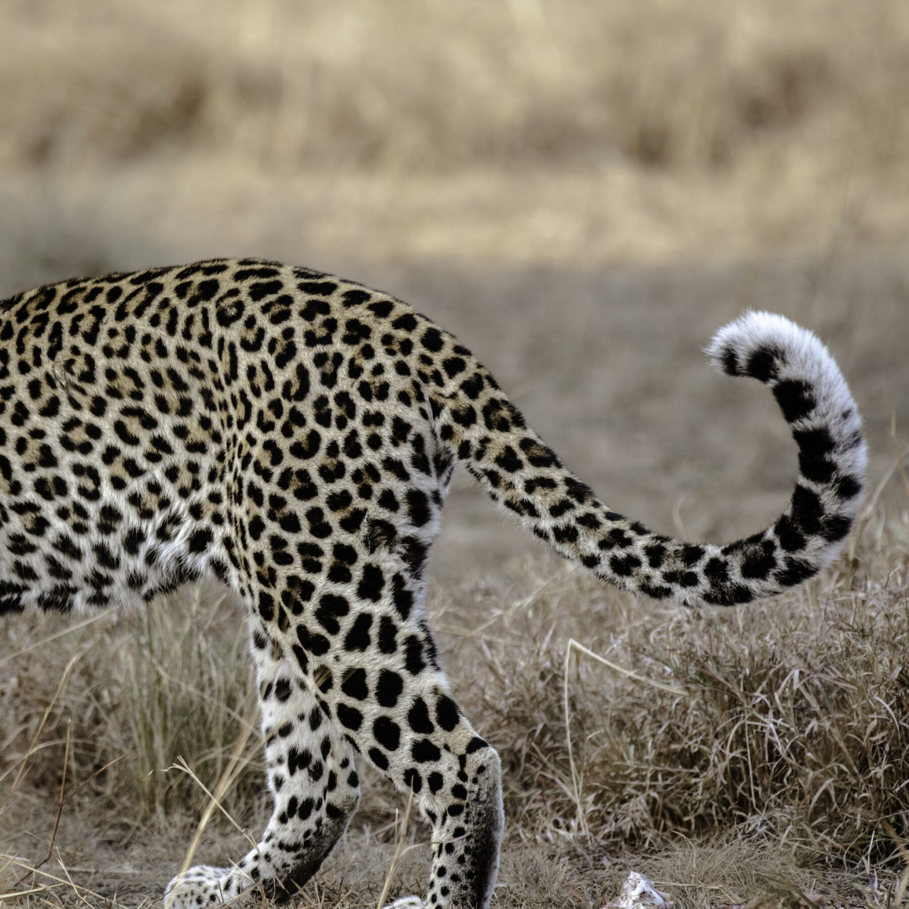Léopard marchant dans les herbes hautes et sèches dans le parc national Queen Elizabeth, en Ouganda.