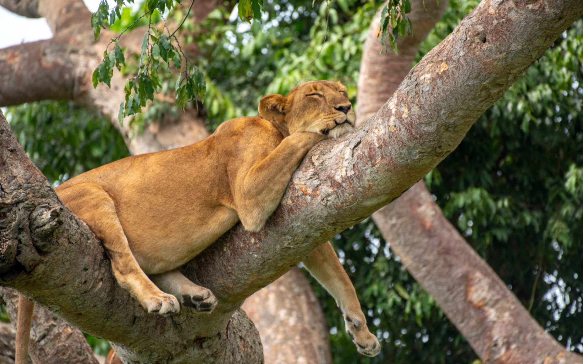 IM_UG_QE_Lionne pleine dormant dans un arbre 7