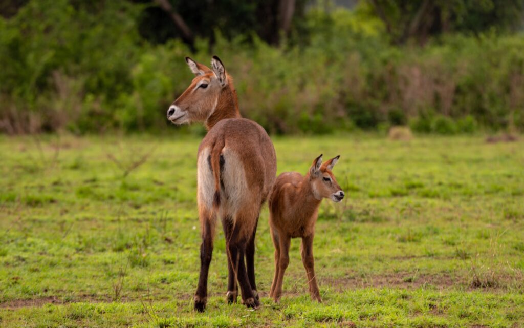 IM_UG_QE_Waterbuck avec bébé 3