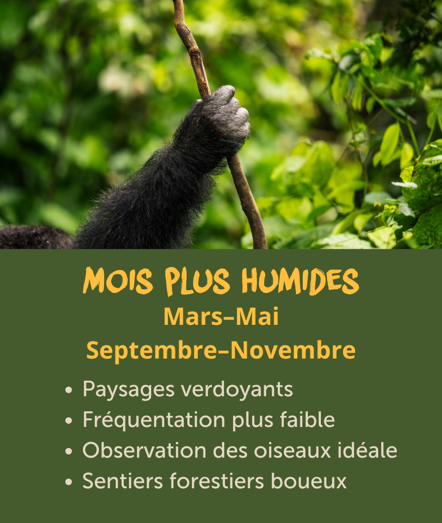 Mois plus humides en Ouganda de mars à mai et de septembre à novembre, avec des paysages verdoyants, moins de visiteurs et une observation des oiseaux excellente.