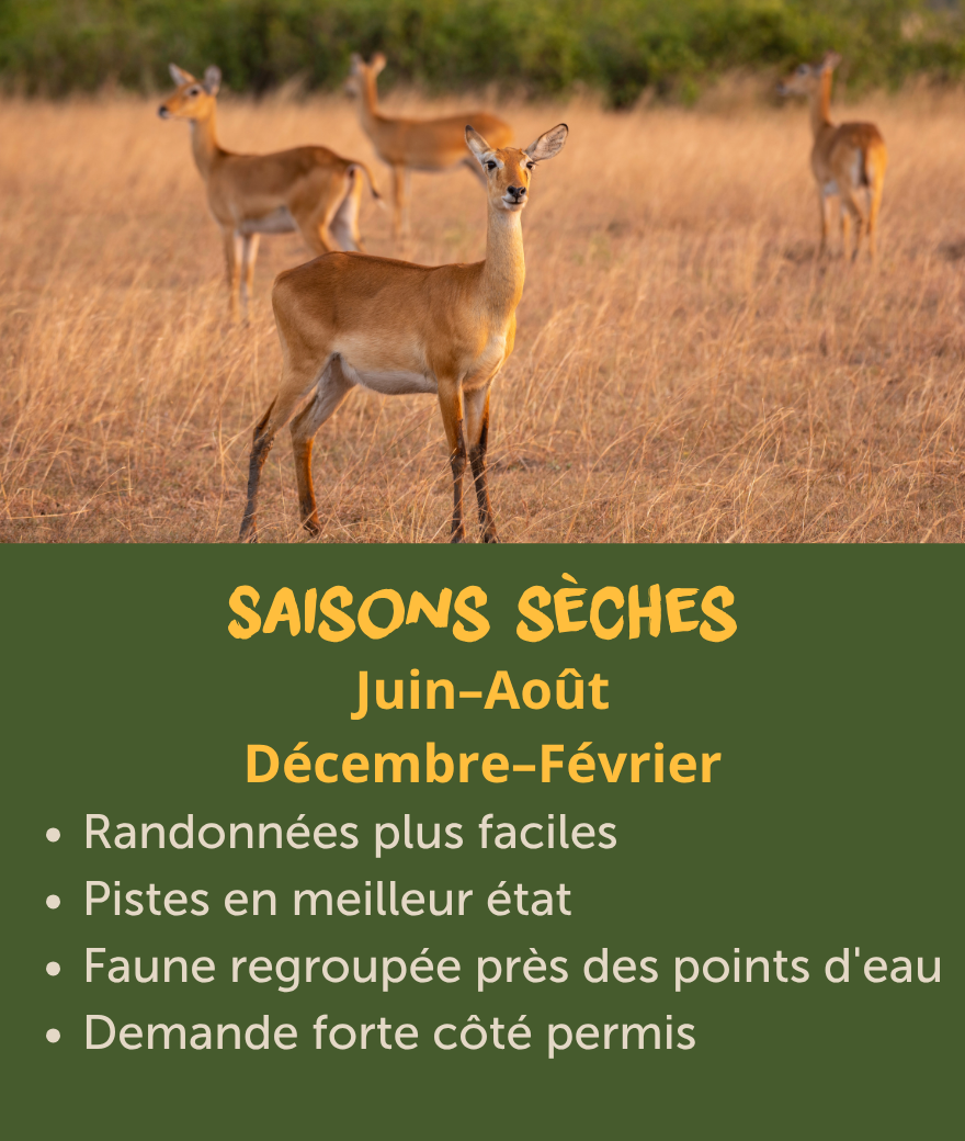Saison sèche en Ouganda de juin à août et de décembre à février, offrant un trekking plus facile, de meilleures routes et une faune réunie près des points d'eau.