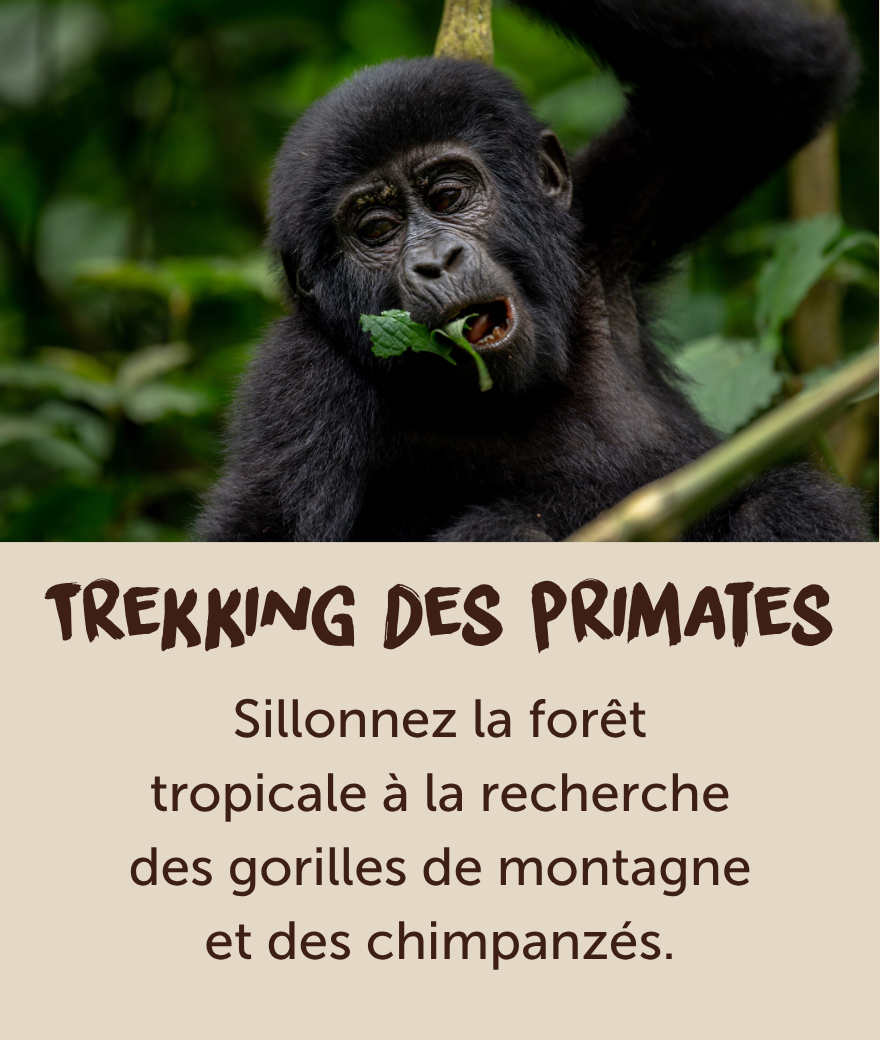 Jeune gorille de montagne mangeant des feuilles dans la forêt tropicale d'Ouganda.