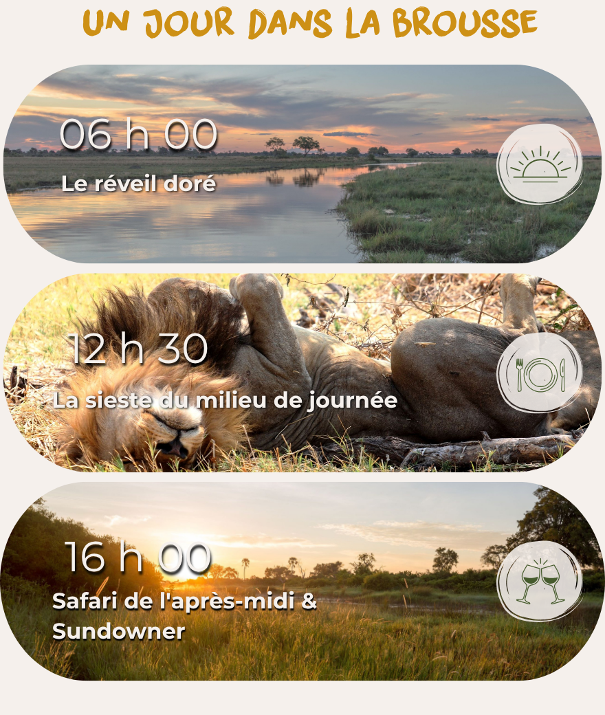 Programme d'une journée en brousse au Botswana : réveil 6h, sieste 12h30 et safari au coucher du soleil à 16h